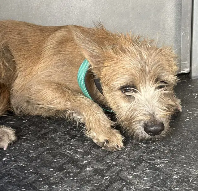 Hatchet - Irish Terrier
