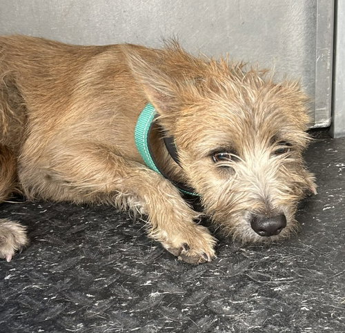 HATCHET, a dog for adoption from HESPERIA ANIMAL SHELTER