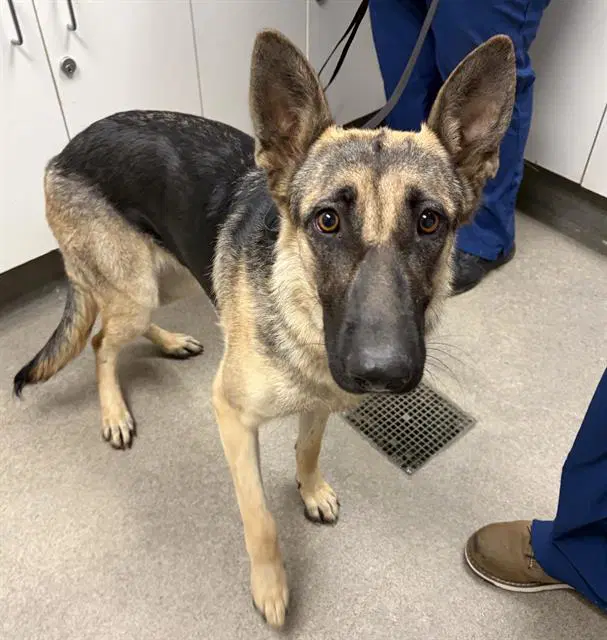 Echo - German Shepherd Dog