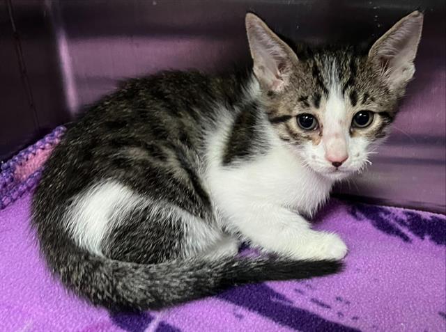 CHESTER (RESCUE ONLY)