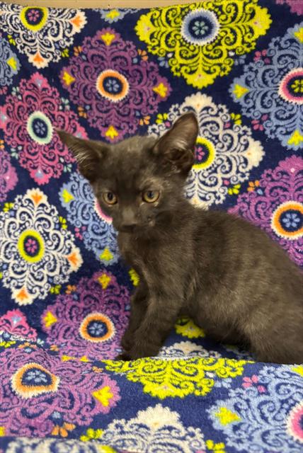 MAGE (RESCUE ONLY), a cat for adoption from HESPERIA ANIMAL SHELTER