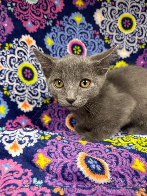 WIZARD (RESCUE ONLY), a cat for adoption from HESPERIA ANIMAL SHELTER