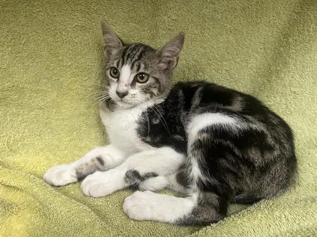 Manny image 1