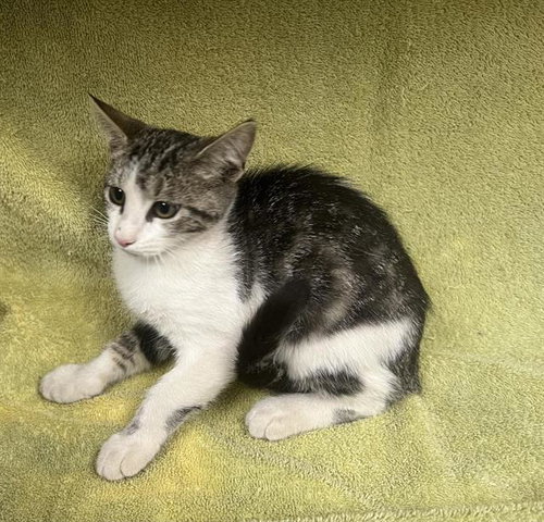MIA, a cat for adoption from HESPERIA ANIMAL SHELTER