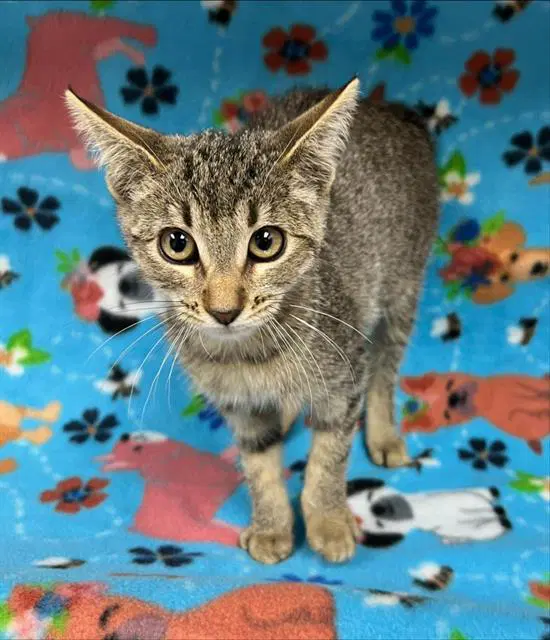 Tamara - Domestic Short Hair