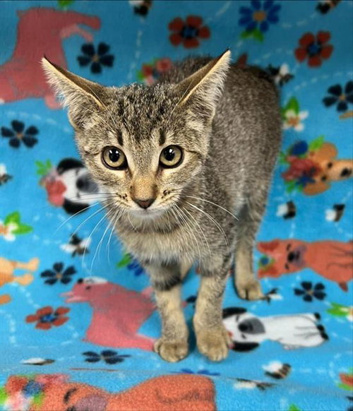 TAMARA, a cat for adoption from HESPERIA ANIMAL SHELTER