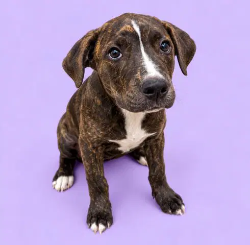 Bean - Pit Bull Terrier