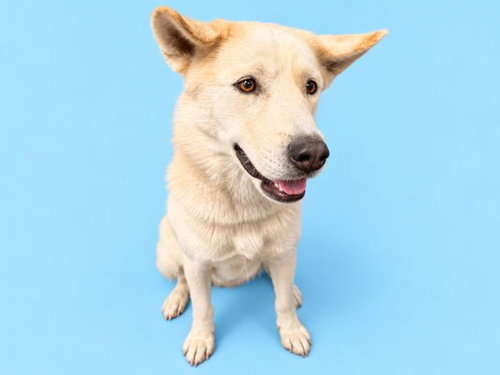 Rocket, Husky (medium coat)