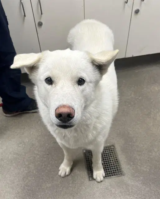 Dog - Akita
