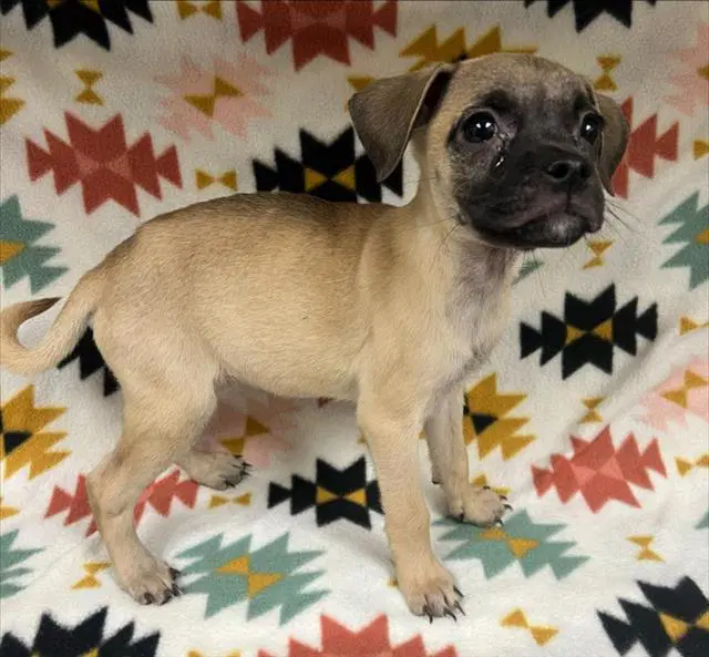 Mcmuffin - Chihuahua
