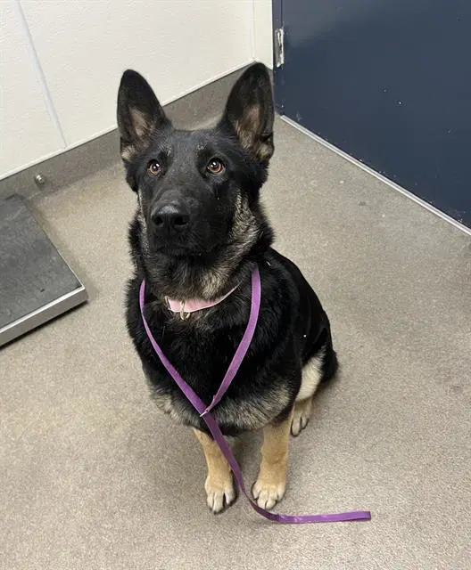 Colbie - German Shepherd Dog