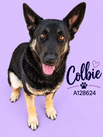 Colbie - German Shepherd Dog
