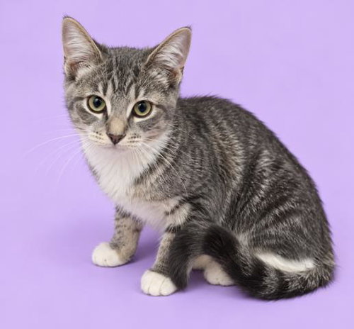 Mixi, Domestic Short Hair (medium coat)