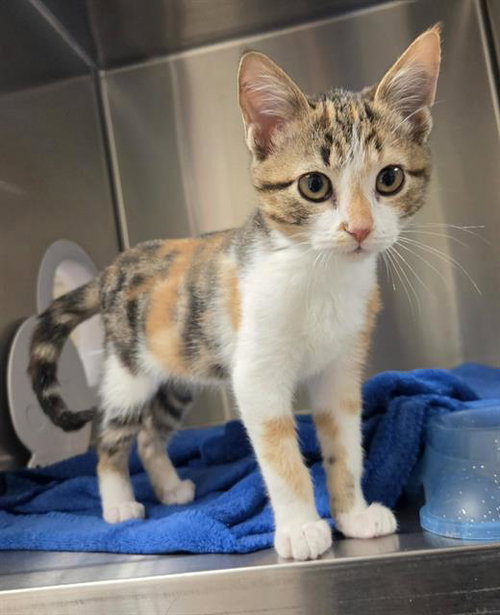 Sardines, Domestic Short Hair (medium coat)