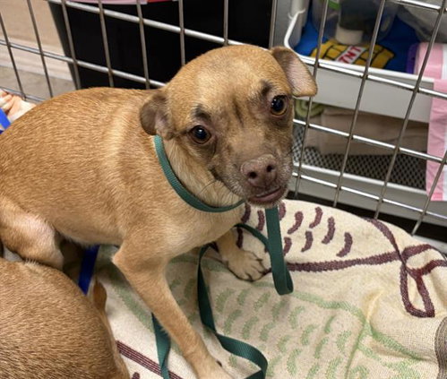 Mia, Chihuahua / Mixed (medium coat)