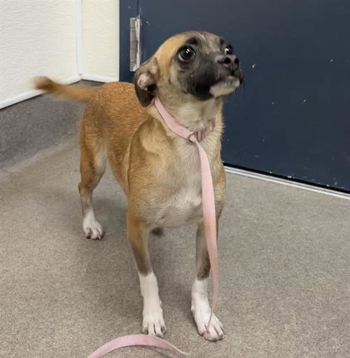 Cara, Chihuahua / Mixed (medium coat)