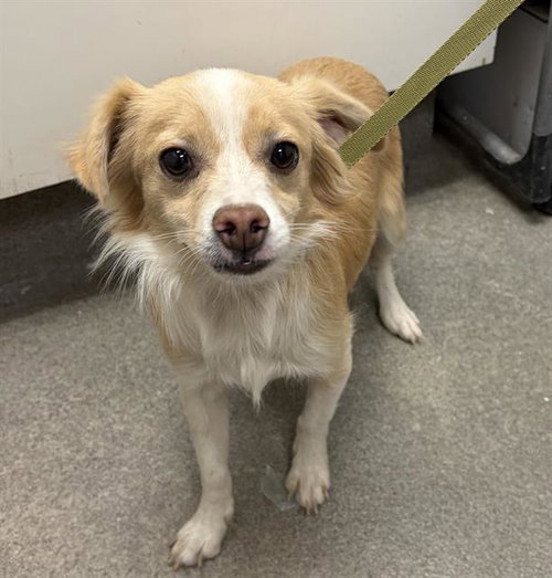Stitch, Chihuahua / Mixed (medium coat)