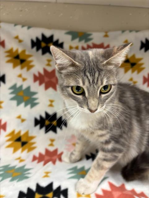Bebe, Domestic Short Hair (medium coat)