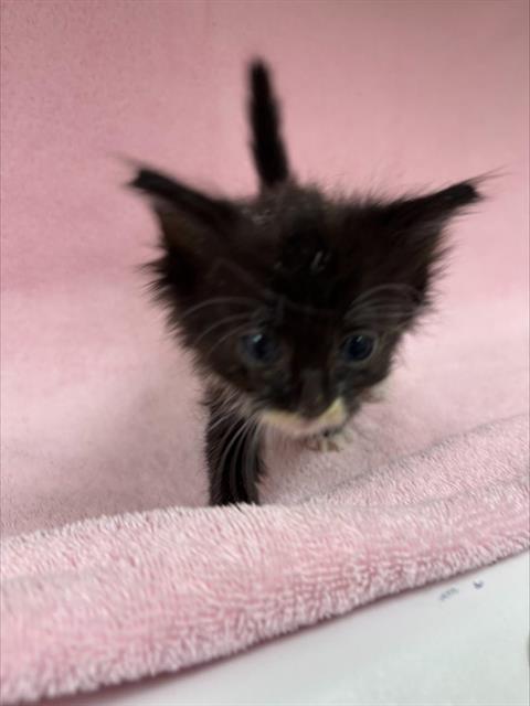 A128558, a cat for adoption from HESPERIA ANIMAL SHELTER