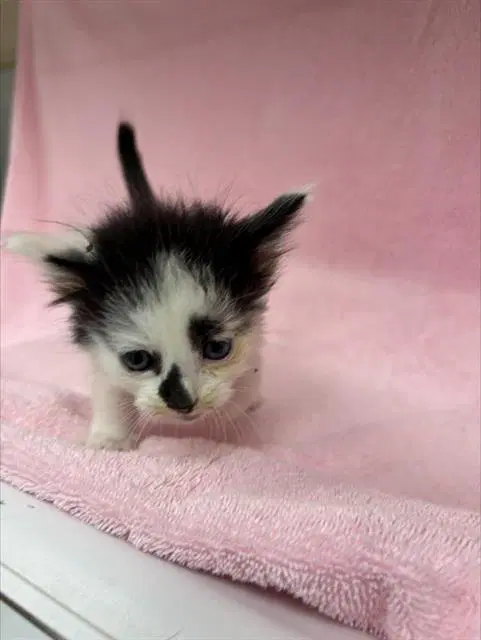 Strudel - Domestic Short Hair