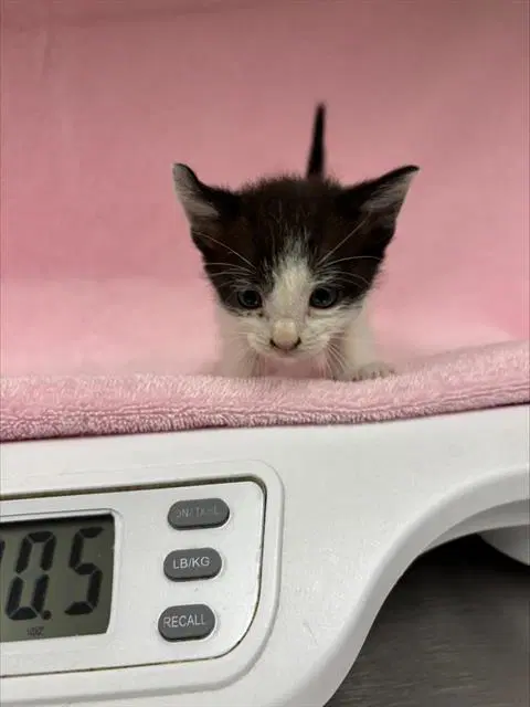 Flan - Domestic Short Hair