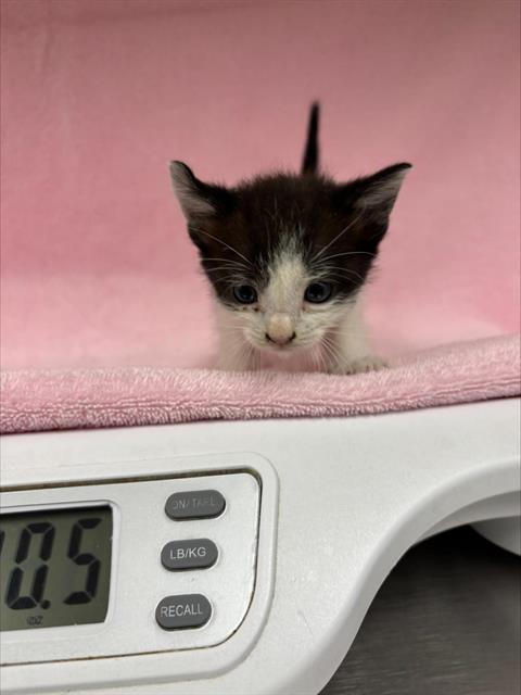 A128561, a cat for adoption from HESPERIA ANIMAL SHELTER