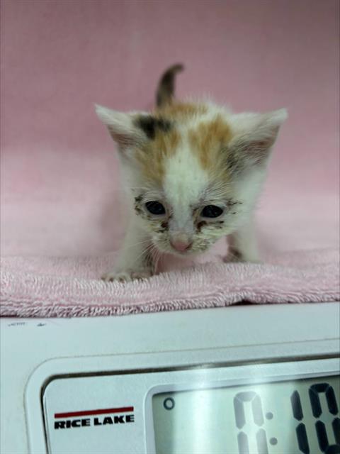 A128563, a cat for adoption from HESPERIA ANIMAL SHELTER