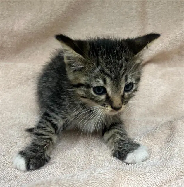 Dakota - Domestic Short Hair