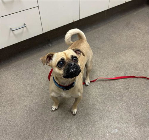 Pickles, Pug / Mixed (medium coat)