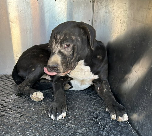 A128648, a dog for adoption from HESPERIA ANIMAL SHELTER