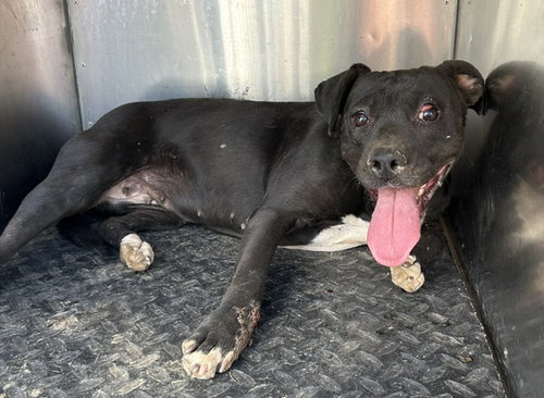 A128649, a dog for adoption from HESPERIA ANIMAL SHELTER