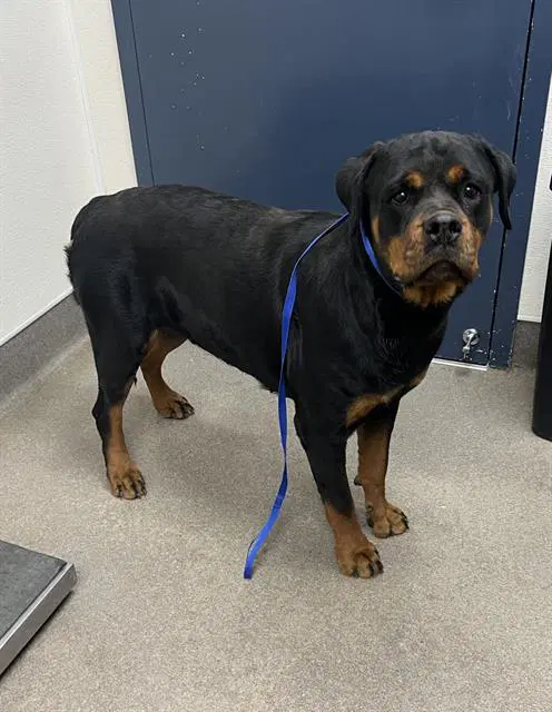 Clem - Rottweiler