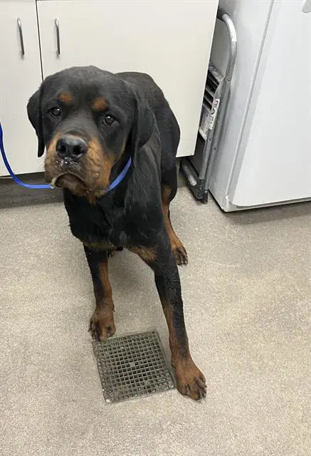 Dodger - Rottweiler