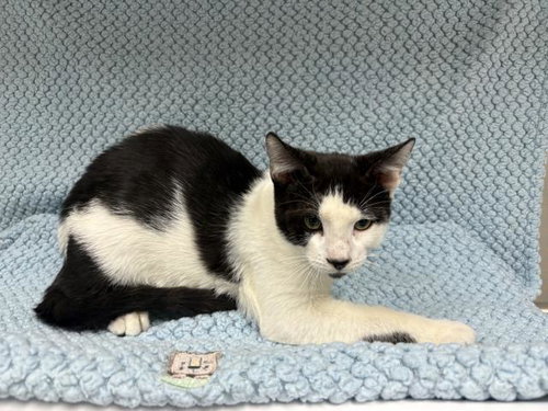 Yang, Domestic Short Hair (medium coat)