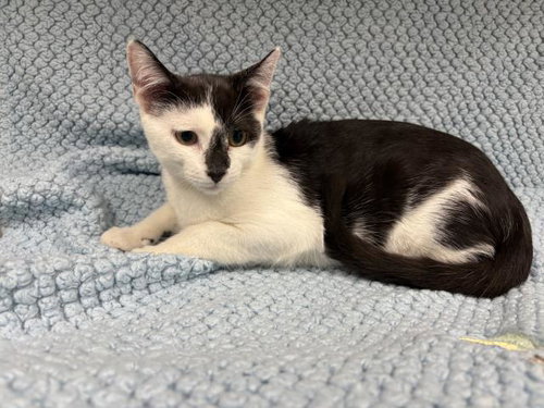 Ying, Domestic Short Hair (medium coat)