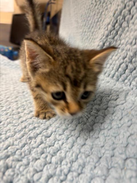 Goldie, Domestic Short Hair (medium coat)