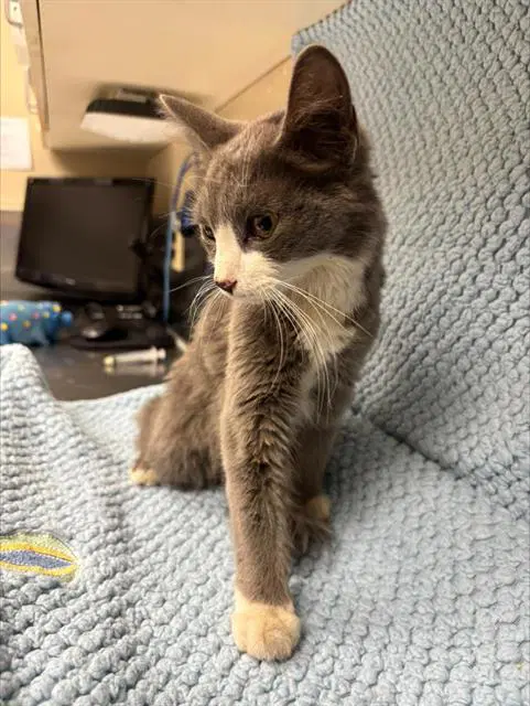 Sepia - Domestic Medium Hair