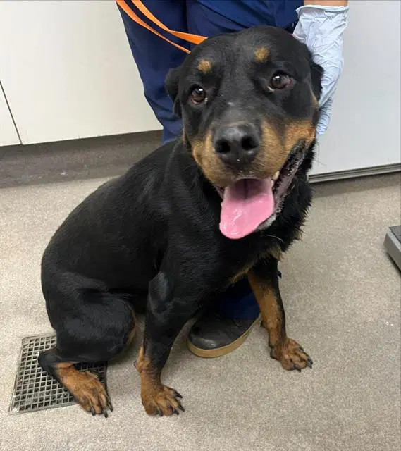 Dulce - Rottweiler