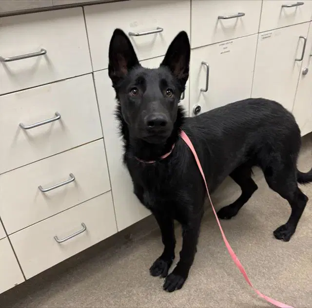 Cosette - German Shepherd Dog