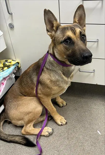 Corduroy - German Shepherd Dog