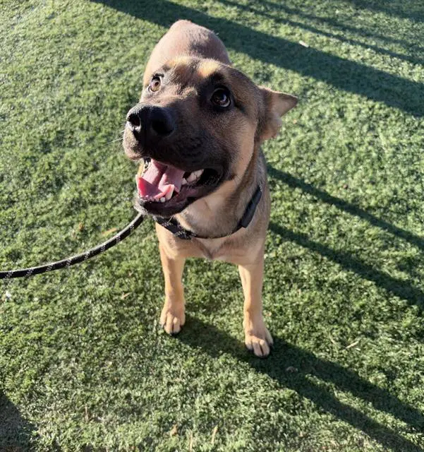 Corduroy - German Shepherd Dog