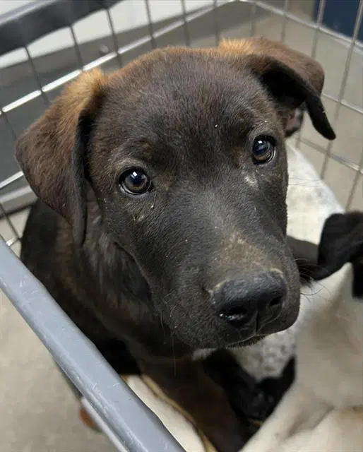 Carlo - Labrador Retriever