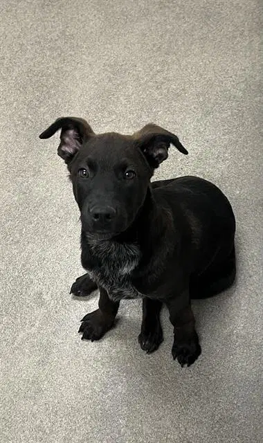 Carlo - Labrador Retriever