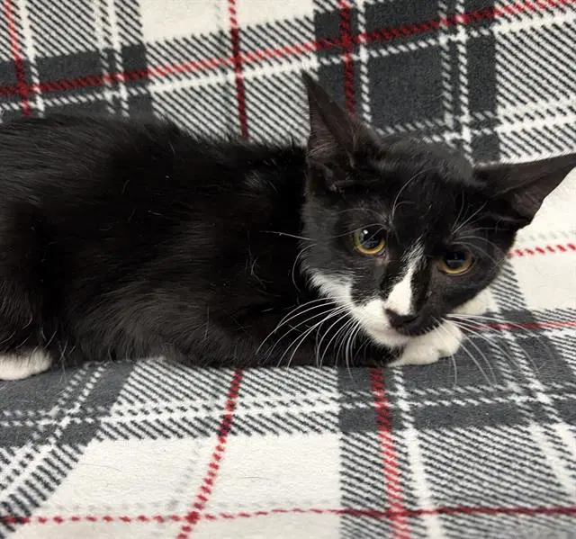 Polka - Domestic Short Hair