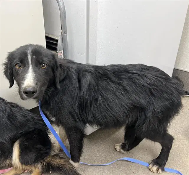 Madison - Border Collie