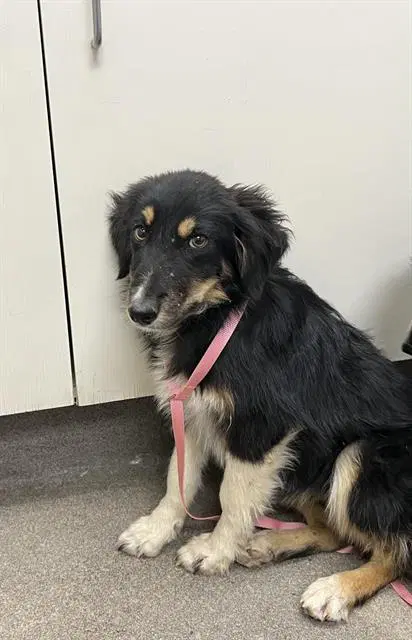 Molly - Border Collie
