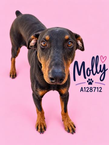 Molly