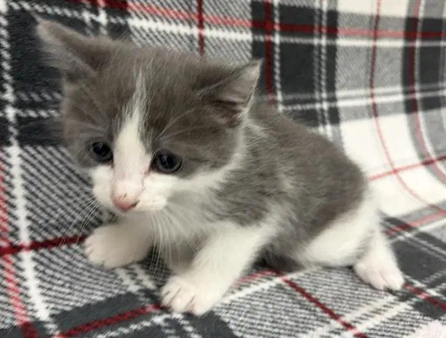 Kelp - Domestic Medium Hair