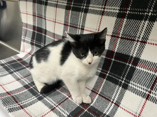 Mouse - Domestic Short Hair