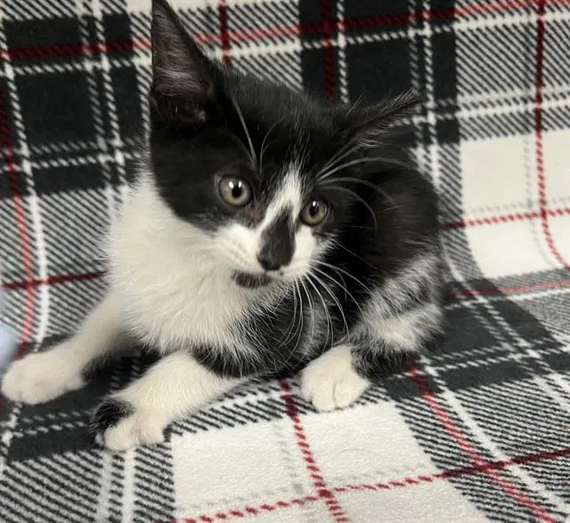 Unknown - Domestic Short Hair